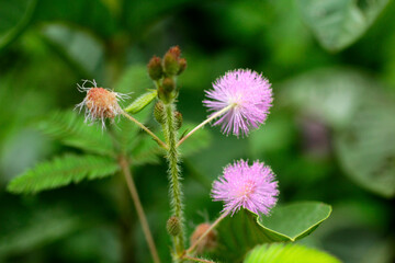 close up of tiny pink wild flower on the backyard