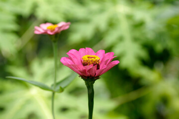 close up of blooming pink flower in the garden