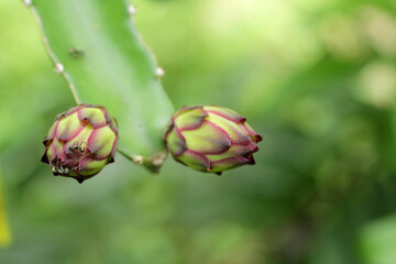 focus on foreground of shoots the flower of dragon fruit