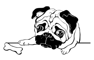 Pug dog hand drawn cartoon portrait. Outline Pet puppy. Vector.