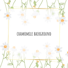 beautiful minimal white chamomile flower square gold frame background for logo or banner