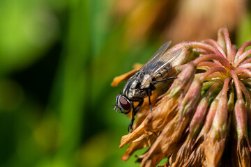 Fly on a yellow clover flower
