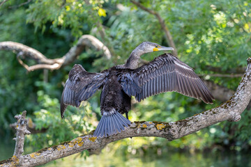 Wet cormorant on a branch near to the river