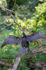 Wet cormorant on a branch near to the river