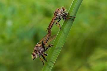 matting while eating (robberfly)  asilidae