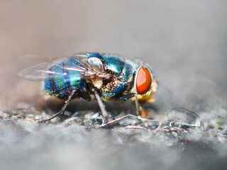 Close up of a blue fly with red eyes. Macro of pest.
