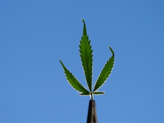 Cannabis leaf against blue sky, macro lens.