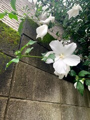 A neat flower blooming on the wall on a rainy day
