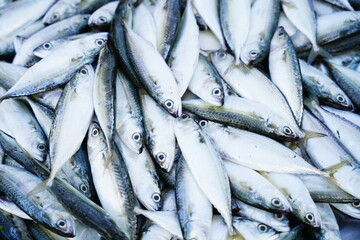 Fresh fish in the market