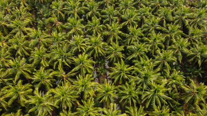 Beautiful background of coconut tree plantation field aerial view with sun light green tree pattern.