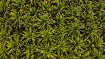 Beautiful background of coconut tree plantation field aerial view with sun light green tree pattern.