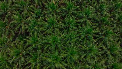 Agricultural industry oil palm tree platation aerial view