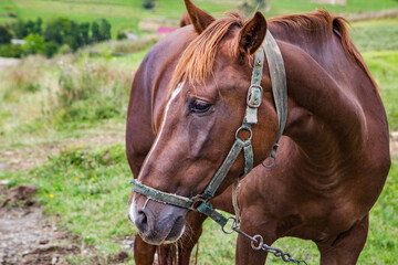 Fototapeta premium brown horse on a glade on a background of mountains and blue sky. Countryside. Pets. close-up.
