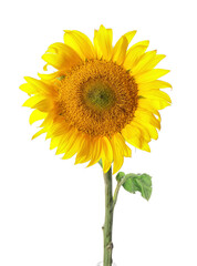 Fototapeta premium Beautiful sunflower on white background