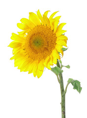 Beautiful sunflower on white background