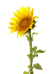 Beautiful sunflower on white background