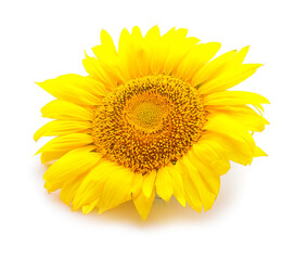 Beautiful sunflower on white background