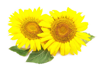 Obraz premium Beautiful sunflowers on white background