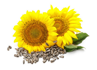 Beautiful sunflowers and seeds on white background