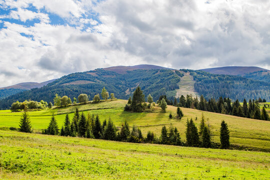 green glade with coniferous trees on a background of mountains
