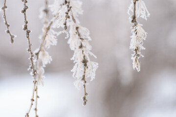 Frozen fir and soft needlescovered snow. Calm natural winter background. Sunny winter day. Restrained beauty of nature, trend colors.