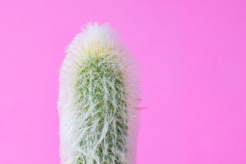 Trendy cactus plants on pink background wall. Minimal creative style