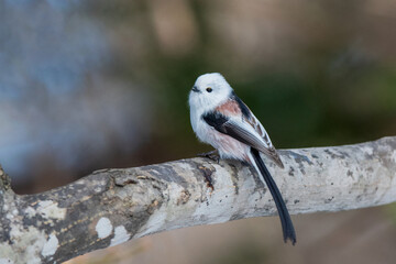 冬のシマエナガ