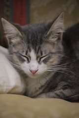 Fototapeta premium cute cat sleeps on the sofa