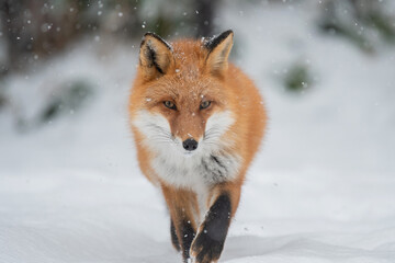 雪の日のキタキツネ