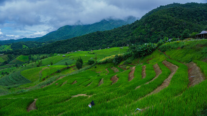 Fototapeta na wymiar Rice terraces in ฺBan.Pa Bong Piang Chiang mai, Thailand.