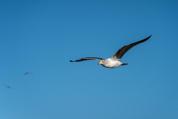 Flying Seagull