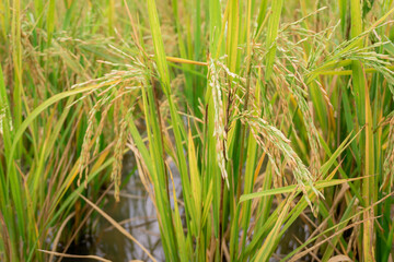 Close up yellow green rice field.