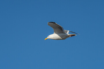 Flying Seagull