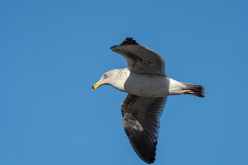 Flying Seagull