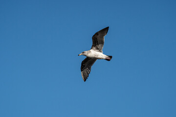 Flying Seagull