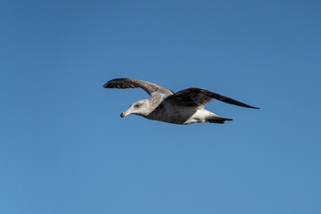 Flying Seagull