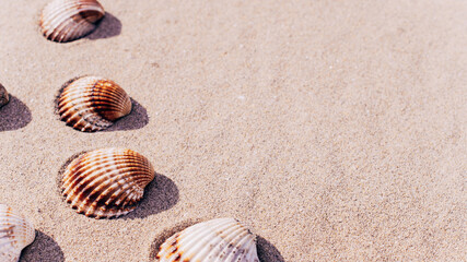 Fototapeta na wymiar Summer time. Seashells, starfishes on sand ocean beach background. Travel concept in minimal style.