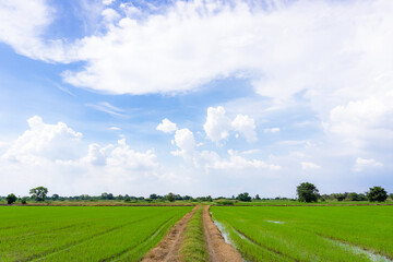 Rice field green grass blue sky with cloud.