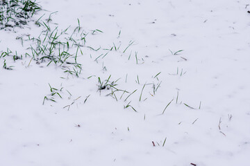 Green grass breaks out from under the white snow. High quality photo