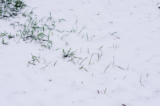 Green grass breaks out from under the white snow. High quality photo