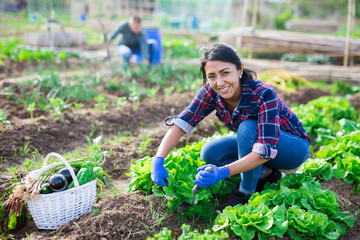Portrait of smiling hispanic woman working at smallholding in springtime, harvesting fresh green lettuce