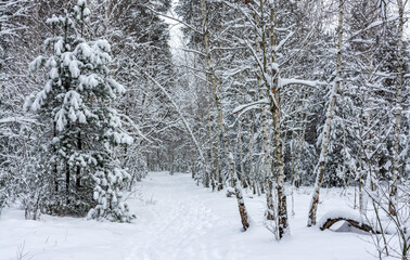 Winter forest. Snow covered trees. Beautiful nature.