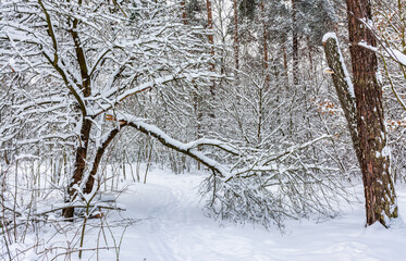 Winter forest. Snow covered trees. Beautiful nature.