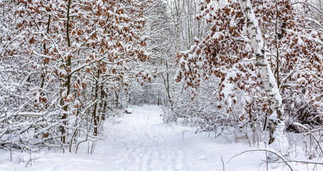 Winter forest. Snow covered trees. Beautiful nature.