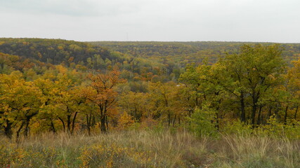 in the forests of Russia
