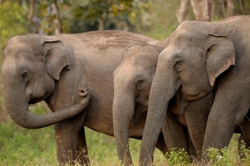 Fototapeta premium Wild indian elephant family eating food and looking after each other
