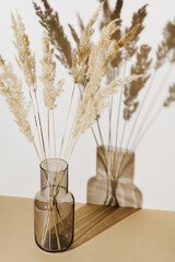 Pampas grass branches in vase on pastel neutral beige background with sun light and trendy shadow. Reeds foliage. Modern interior design concept.