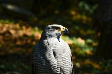 Aguila