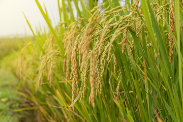 Close up of yellow green rice field rainy season in Thailand.