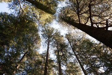 Trees and sky, Himachal Pradesh, India